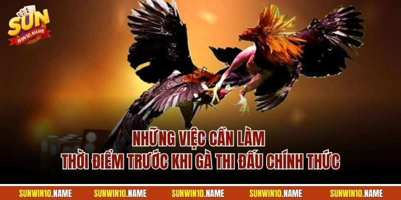 Những việc cần làm thời điểm trước khi gà thi đấu chính thức